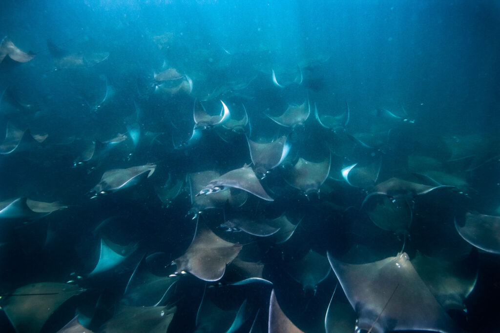 mobula la Paz